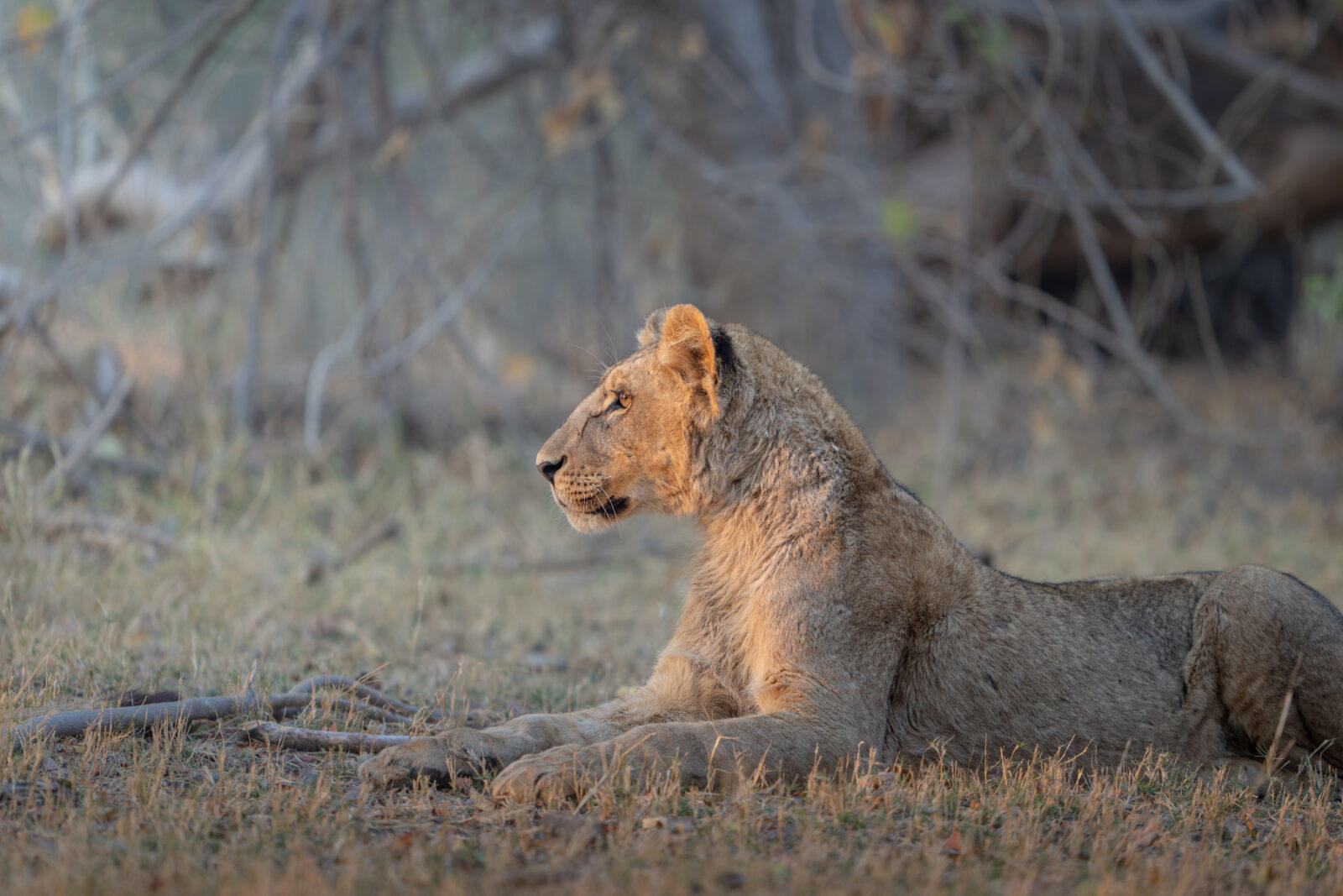 Botswana photo.jpg